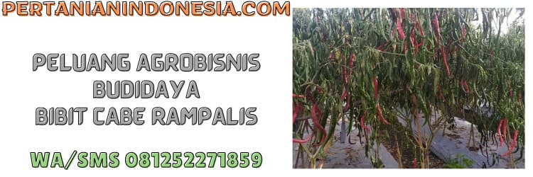 agrobisnis,agribisnis,budidaya,bibit,cabe,rampalis